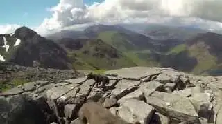 Thor & Freya's Climb Of The Bidean Nam Bian, Glen Coe - Staffordshire Bull Terriers