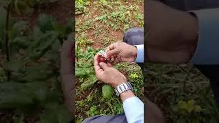 Dahlia bud preparation before hybridization