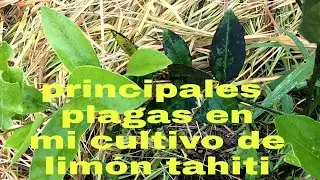 🍋principales plagas en MI CULTIVO DE LIMON🍋&hearts;️