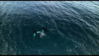 Danza de Gigantes: Ballenas Jorobadas en Rinc&oacute;n, Puerto Rico (4K Cinematic) - Joyto Aereo Visuals