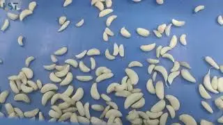 Garlic Sorting AI#colorsorter #machine