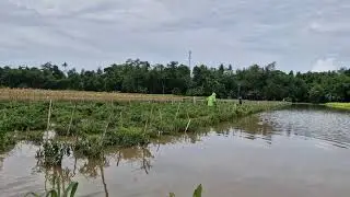 RESCUE FLOODED CHILI FIELDS USING SIMPLE FARMING TECHNIQUES!  -Agriculture Farming
