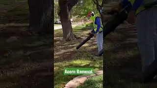 Acorn Removal . Richardson TX | Sg Landscaping LLC