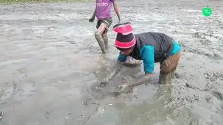 Traditional  Big Fish Catch In Mud Water । Village Fishing In Bangladesh