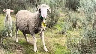 Los arroyos vuelven a correr 