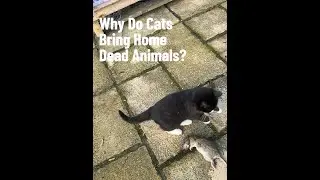 Why Do Cats Bring Home Dead Animals?