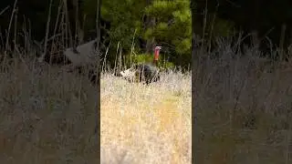 Wild Turkey&rsquo;s Reaction When It Saw the Hunter! #shorts #turkeyhunting #wildlife #hunting #viralvideo