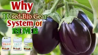 Bio Gear System 1 To 5 || Super Result || Brinjal Best Result