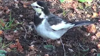 White Wagtail (Motacilla alba)