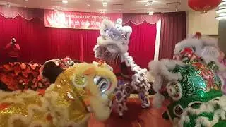 Hon Hsing Athletic Club of Vancouver lion dance at the 2018 Wong's Spring Festival Banquet