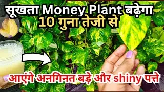 10 गुना तेजी से ग्रोथ करेगा MONEY PLANT | Money plant Care & fertilizers | best homemade fertilizer 