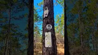 Начало пешеходной тропы Смит-Прейри. #походы #природа #флорида