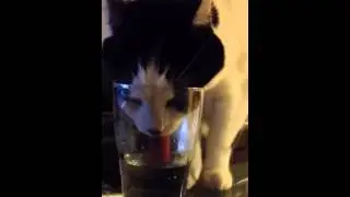Cat drinking water from a glass!