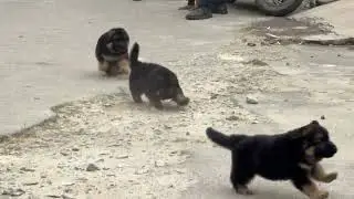 LONG COAT GERMAN SHEPHERD PUPPIES AT HYDERABAD 9398360182