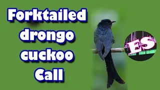 Fork-tailed drongo cuckoo Call II Effective Sounds