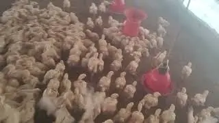 आज हमे 70000 हज़ार का  नुकसान  हो गया  🤯