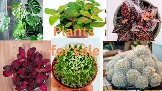 #youtube#plantsofindia#garden#plants#gardening#plantsale#plantlover #ferns#sale #gardeningplants 