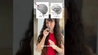 Why do we procrastinate? According to neuroscience 🧠