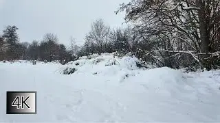 Silent Walk #3 &ndash; Snowy Forest in the Wind | Stormy Winter Walk