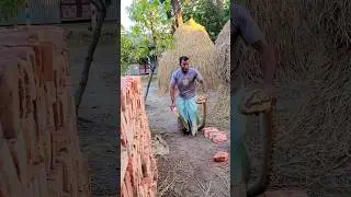 Funny Snake 😆🤣 #shorts #funny #viral