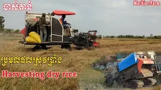 ប្រមូលផលស្រូវប្រាំង​ / Harvesting dry rice #ម៉ាស៊ីនច្រូត #tractor #farmer​ #agriculture Machine Farm