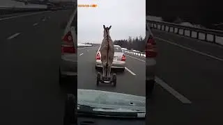 Stupid donkey on the road🫏😂