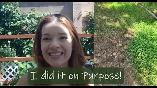 Top 5 Commom Nuisance Weeds - Ep. 3 Northern Nevada Native Plants Series