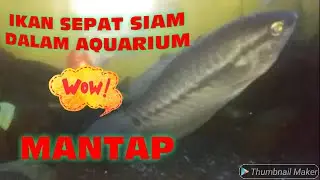 Ikan sepat Siam besar dalam aquarium || ikan hias