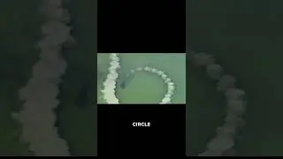 Как дельфины охотятся с помощью грязевых сетей 🐬🌊
