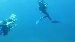 Jack Knott - First shark spotted