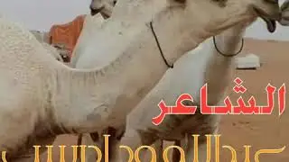 مسدار البل /الشاعر عبدالله ود ادريس