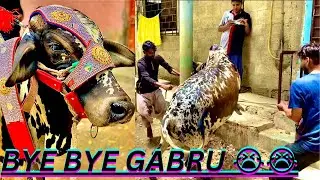 GABRU Ki Journey Ka End 💕/ ALLAH Pak Hamare Qurbani Kabul Karey Ameen #cowlover #animal #dailyvlog