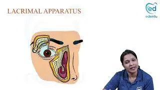 Lacrimal Apparatus | Anatomy First Year BDS | Edentu Leaning App @Edentu.official
