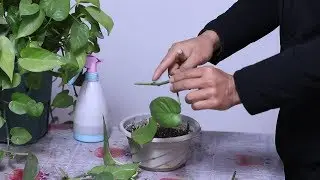 绿萝不用买，这样做30天就得10大盆，净化空气非常好