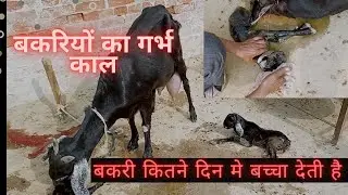 Bakari kitne din me bacche deti h|In how many days does a goat give a baby|