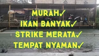 KOLAM PEMANCINGAN DI BANDUNG #mancing #mancingikanmas #pemancingan #pemancing #pemancinganikanmas