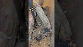 Platymeris sp mobo by Beast Spiders on YouTube