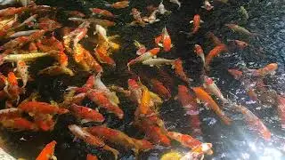 #thailand #fish #airasia #travel 