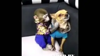 macaco  da macacada
