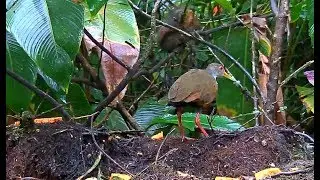 Gray-cowled Wood-Rail Removes Dusky-faced Tanager From The Panama Fruit Feeder &ndash; Nov 19, 2019