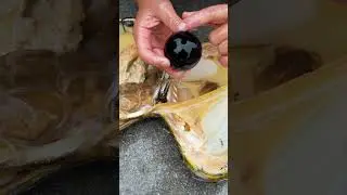 Giant clams, precious and charming black pearls