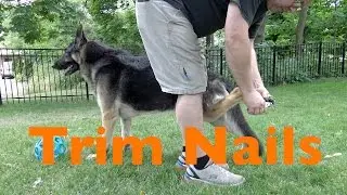 Trimming the Nails of a German Shepherd Dog