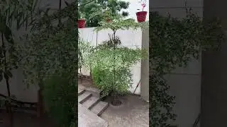 #Terminalia#Tree