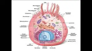 6 6 2020 Immune Sys, Cells of Immune s