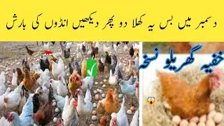 December ka 1 Secret Feed Formula Daily Eggs production Ki Guarantee | chicken feed for laying eggs.