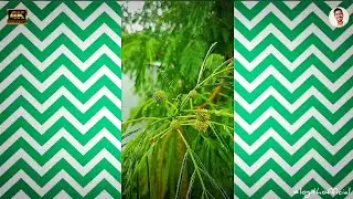 Rain 🌧️ with leaf amazing camera 60fps 4K Macro Shot HDR! | Nature Short - #shorts | Logith Official