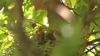 Northern Cardinal feeding chicks