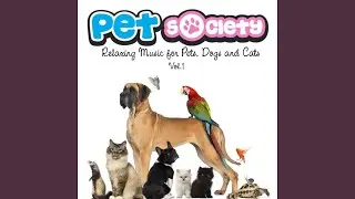 Healing Cat Therapy