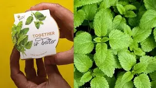 Buzzy Lemon Balm Grow kit | Target | $3