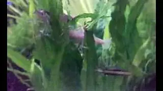 Fan shrimp feeding
